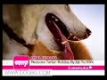 Eukanuba Commercial Eukanuba Commercial