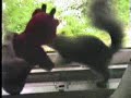 Twombly Publishing presents \"Battle Royale\" squirrel vs bear