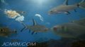 SkyFish 720p HD Time Lapse Clouds and Fish