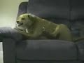 Cachorro Retardado