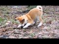 2010-03-09 | Itachi - Akita Inu ~> Filmik o moim nowym pupilku ;) Pomys na podkad muzyczny zawdziczam Violce! Dziki ;) Oczekuje waszych komenatrzy na temat tego filmiku :D ... (<span>3:)