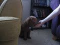 Loki Shakes