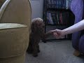 Loki Shakes