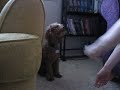 Loki Shakes