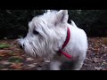 Westie Walk.wmv