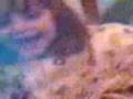 videos de Mee Singinn Wen I Wass Littllee.