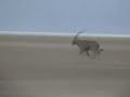 Running Oryx - Chew Bahr in Ethiopia