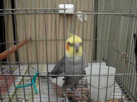 cacatua ninfa (irukuku) comiendo XD