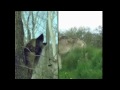 hercolobus planeta de fantacia.wmv
