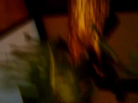 how to transplant split leaf philodendron