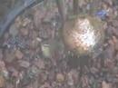 Carolina Wren in the Shower