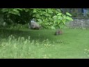 Capibara la gradina zoo Schonbrun Capibara la gradina zoo Schonbrun