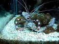 Meu no aquário marinho montado em 08/08/2005 