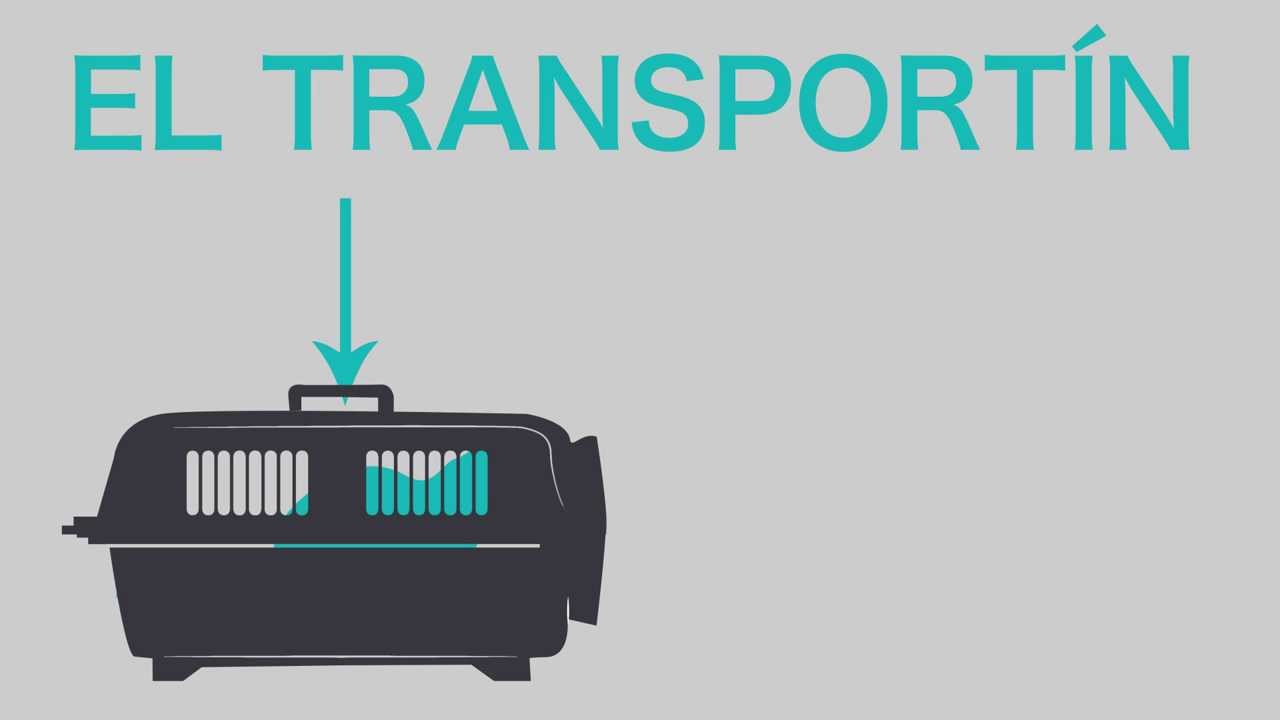 El transportin: consejos