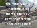 Illegal Logging in China