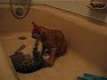 Cats playing in bath tub