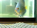 blue-diamond-discus-pair-with-fry.html