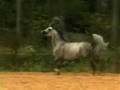 étalon,stallion ,Al Shariff www harasdecroissart.be