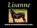 LISANNE, STER MARE, ARRIETA FRIESIANS