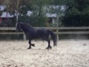 fjordenpaard paard los