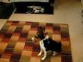 Basenji video