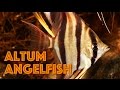 Altum Angelfish Aquarium, Pterophyllum altum