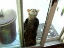 Cat playing hide and seek