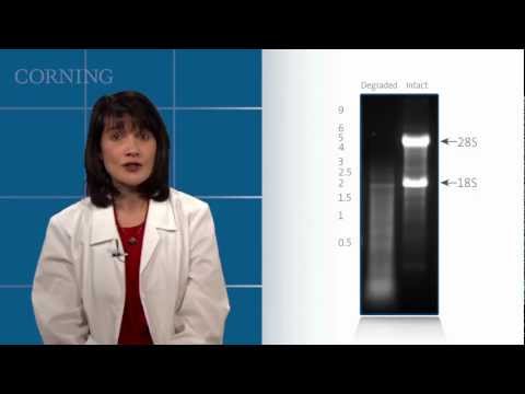 how to get rid of rnase