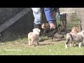 Alta Denali Red & Puppies
