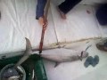 بسام والكنعد في وسط المحيط