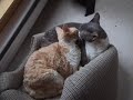 Two Devon Rex Cats have a Lick-Off Two Devon Rex Cats have a Lick-Off