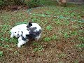 トイプードル動画