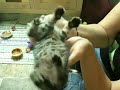 YouTube - Umlaut Likes Upside Down #foxfosterkittens