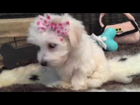 MALTESE BABY GIRL! SO CUTE!