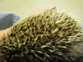 Bramble Explores Bramble Explores