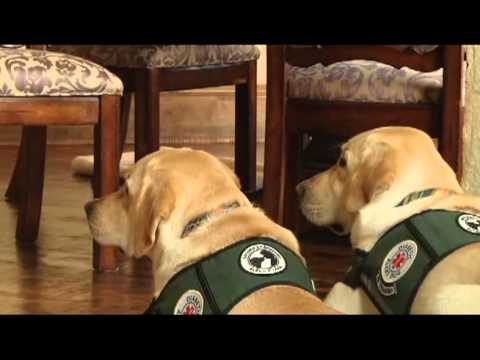 Brooks Labradors Service Dogs