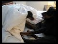 doberman  with min pinscher