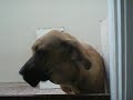 Fila Brasileiro - CAFIB