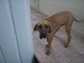 Fila Brasileiro - CAFIB