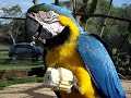 Arara Canindé