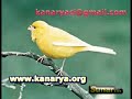 Malinua Waterslager Malinua 2 Kanarya sesi, Muhabbet Kuşu sesi, Muhabbet kuşu videoları,muhabbet kuşu, Akvaryum balıkları,Güvercin videoları,güvercinler,lepistes,ciklet