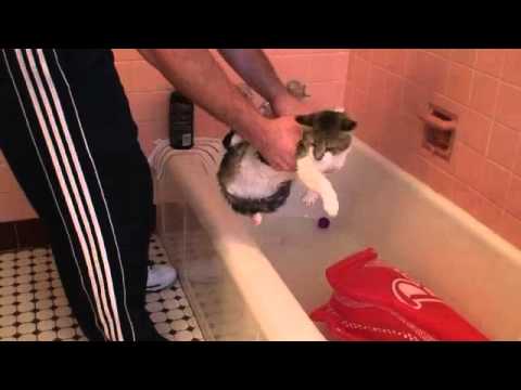 how to properly give a cat a bath
