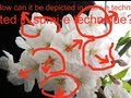 水墨画 桜 Cherry Blossom Sumi-e