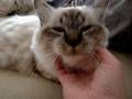 videos de Des ronrons
