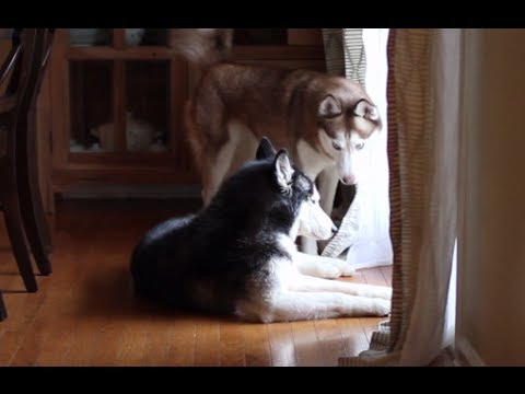 Laika bothers Mishka - SUBTITLED