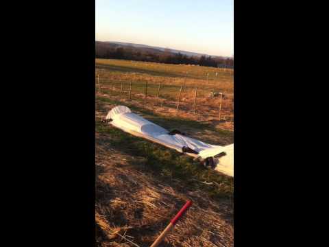 how to fertilize garlic plants