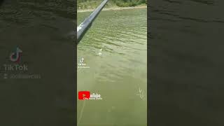 Ömerli Barajı Sazan Avi #balikavi#fishing#carp