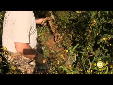 how to harvest mullein
