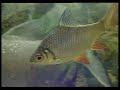 Animal's Carnival Aquarium-part 7