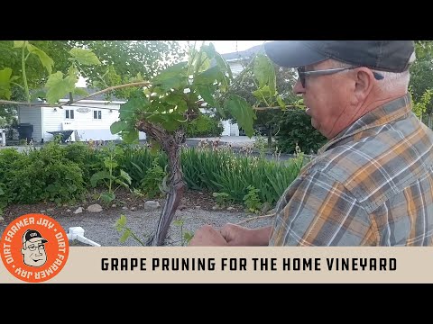 video-linktoworks-Grape Pruning for the Home Vineyard